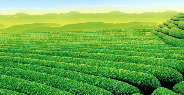 茶叶种植项目可行性研究报告